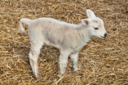 Spring Lambs