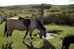 Horse Riding nr Pickering